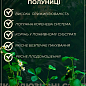 LMTD Клубника ремонтантная "Toscana" (горшечное, длительное плодоношение) 