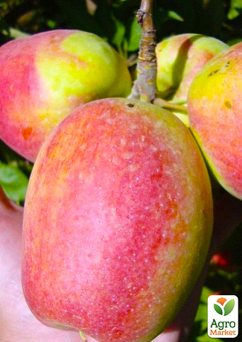 Яблоня "Кандиль синап" (осенний сорт, средний срок созревания) - фото 5