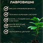 Лавровишня Ротундіфоліа (Prunus Rotundifolia) купить