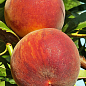 Персик "Харбингер" (крупноплодный сорт, ранний срок созревания)
