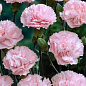 Гвоздика Махрова "Oscar Pink" (контейнер № 10, висота 10 см)