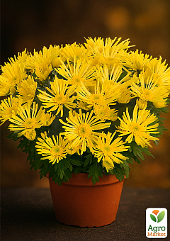 Хризантема Садова "Hermosa Yellow" (горщик ф12 висота 20-30см)2