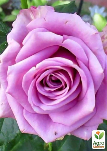 Троянда чайно-гібридна "Cool Water" (саджанець класу АА +) вищий сорт