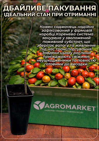 Зізіфус 2-х річний щеплений "Цукерковий" (ранній, великоплідний сорт) - фото 3