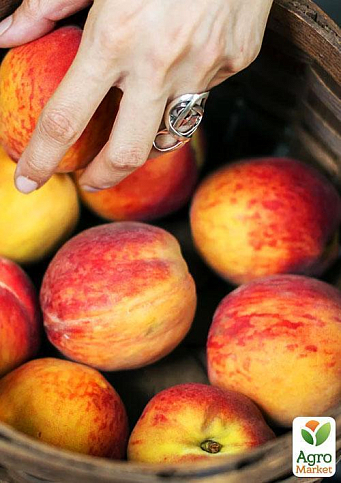 Эксклюзив! Персик колоновидный желтый с темно-красным румянцем "Успешный Джош" (Successful Josh) (премиальный высокоурожайный среднеспелый сорт) - фото 2