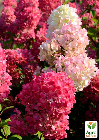 Гортензия метельчатая 2-х летняя "Diamant Rouge" высота саженца 20-30см - фото 3