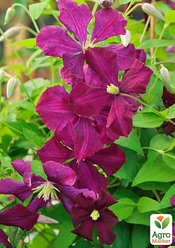 LMTD Клематис 2-х летний "Mikelite" (высота 40-60 см) - фото 6