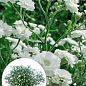 LMTD Гипсофила белая "Snow Flakes" высота 20-30см