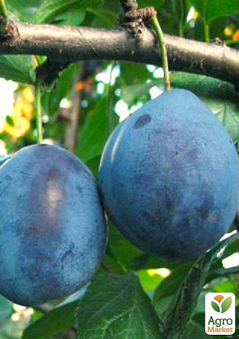 Слива "Рекорд" (осенний сорт, поздний срок созревания)