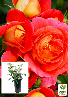 Троянда в контейнері флорибунда "Gebruder Grimm" (саджанець класу АА+)2