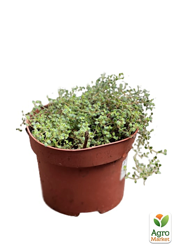 Тимьян "Coccineus" - фото 5