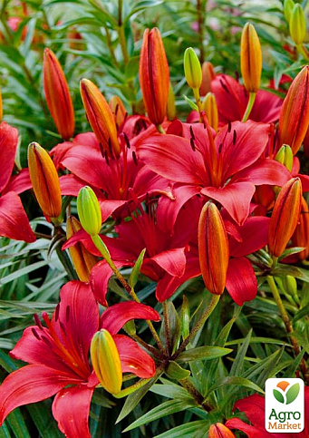 Лілія Горщикова "Salinero" - фото 2