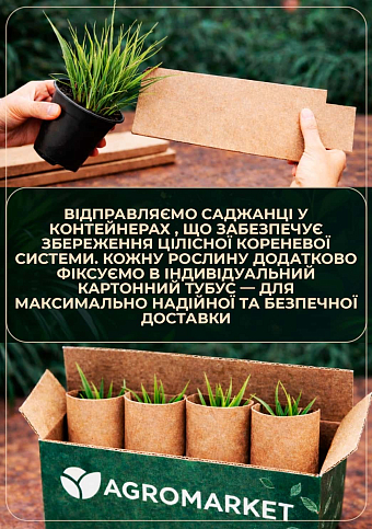 Кортадерия Серебристая "White" (пампасная трава) - фото 3