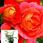 Троянда в контейнері флорибунда "Gebruder Grimm" (саджанець класу АА+)