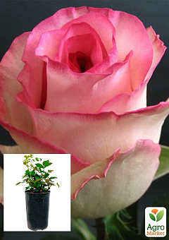Троянда в контейнері чайно-гібридна "Белла Віта" (саджанець класу АА+)2