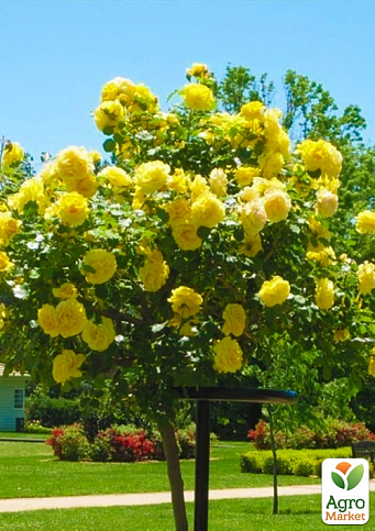 Ексклюзив! Троянда штамбова "Чуттєва квітка" (Sensual Blossom) (саджанець класу АА+) вищий сорт