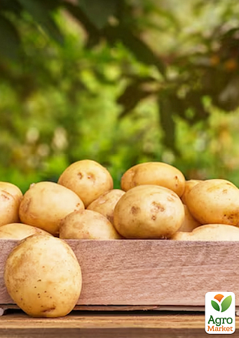 Картопля "Саншайн" насіннєва рання (1 репродукція) 1кг - фото 3