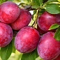 Эксклюзив! Слива "Санта Роса" (Santa Rosa)  (премиальный летний сорт, средний срок созревания)