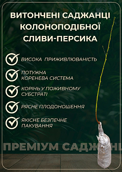 Слива-персик колоновидна (літній сорт, середній термін дозрівання)9