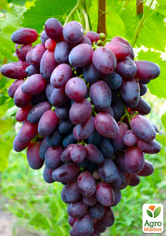 Ексклюзив! Виноград оксамитово-червоний "Перший промінь" (преміальний столовий сорт, сверхраннего терміну дозрівання)