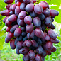 Ексклюзив! Виноград оксамитово-червоний "Перший промінь" (преміальний столовий сорт, сверхраннего терміну дозрівання)