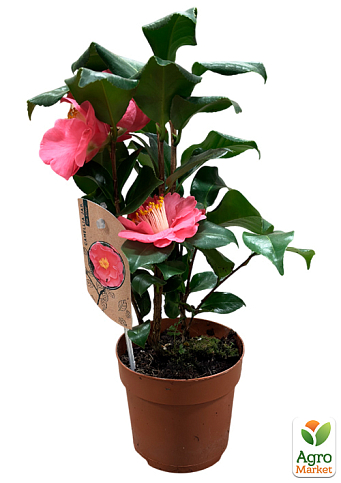 LMTD Камелия цветущая японская 2-х летняя "Dr King" (высота 45-55см) - фото 5