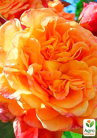 Роза плетистая "Пич Мельба" (саженец класса АА+) высший сорт - фото 2