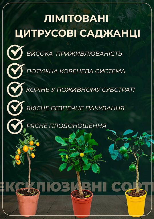 Тропик "Mix" уценка (без плода) 3х летний