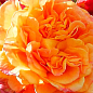 Троянда плетиста "Піч Мельба" (саджанець класу АА+) вищий сорт купить