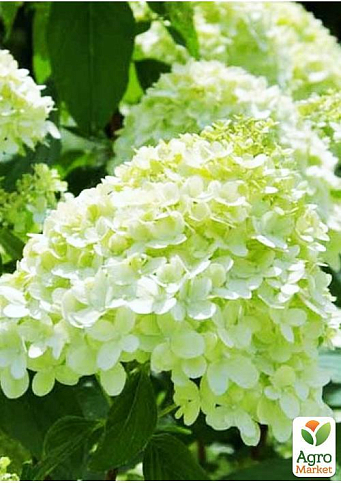 Эксклюзив! Гортензия метельчатая белая с лимонным оттенком "Мадонна" (Madonna) (премиальный быстрорастущий, морозоустойчивый сорт) - фото 5