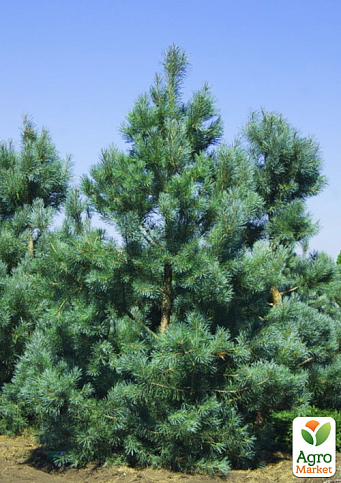 Сосна "Глаука" (Pinus sylvestris "Glauca") C2, высота 30-40см - фото 3