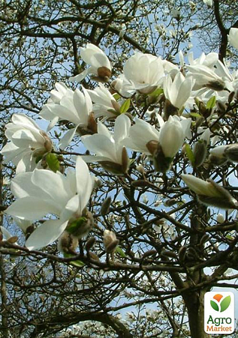 Магнолия "Cobus"