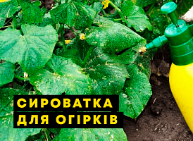 Як обприскувати огірки сироваткою - корисні статті про садівництво від Agro-Market