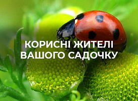 Помічники в саду та городі: комахи, тварини та птахи - корисні статті про садівництво від Agro-Market