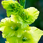 Гладіолус "Evergreen" 3шт