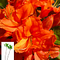 Азалия 2-х летняя "Mandarin Lights" С1 высота 25-50см