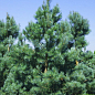 Сосна "Глаука" (Pinus sylvestris "Glauca") C2, висота 30-40см цена