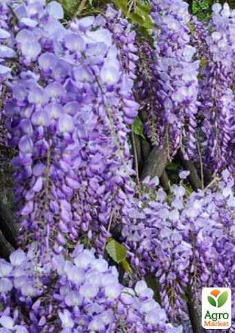 Гліцинія 3-річна китайська "Проліфік" (Wisteria chinensis Prolific) С10, висота саджанця 120-180см - фото 4