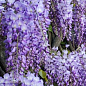 Гліцинія 3-річна китайська "Проліфік" (Wisteria chinensis Prolific) С10, висота саджанця 120-180см