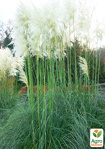 Пампасная трава "White"(кортадерия) вазон Р9 - фото 2