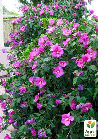 Ексклюзив! Гібіскус фіолетовий "Марсель" (Marseilles) (преміальний сорт)