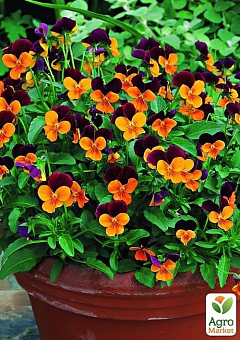 Віола (Viola Cornuta) "Orange Purple Jump Up"2