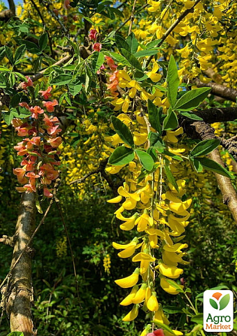 Лабурноцитісус Адама (Laburnocytisus adamii) вазон С5, висота 80-120см - фото 3