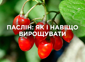 Паслін (Solanum) — види, вирощування та догляд | Agro-market