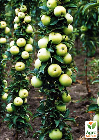 Яблуня колоновидна "Малюха" (літній сорт, ранній термін дозрівання)