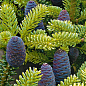 Ялиця Корейська (Abies koreana) горщик P9