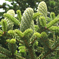 Ялиця Маньчжурська (Abies holophylla) горщик P9 1 саджанець в упаковці