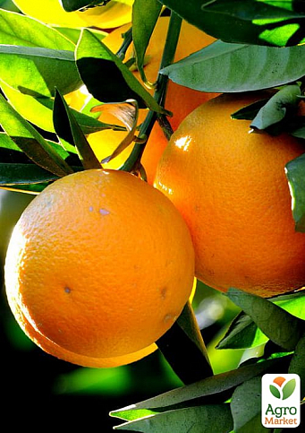 Апельсин (сеянец) высота 10 см - фото 2