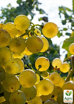 Привитый виноград "Цитрон Магарача" (винный сорт, подвой СО-4, ранне-средний срок созревания, устойчив к заболеваниям)2