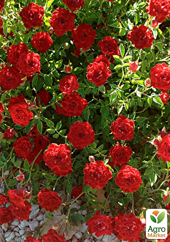 Троянда в контейнері ґрунтопокровна "Red Cascade" (саджанець класу АА+) - фото 4